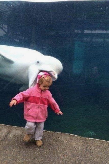 dolphinfood
